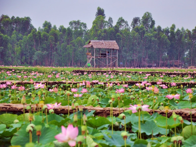 Du lịch Đồng Tháp